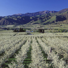 6 x 4.5cm transparency 49200-00552 Pear orchard near Monitor in the lower Wenatchee Valley at bloom time. Looking north in the evening. Snow on Chumstick Mountain in the Wenatchee National Forest.