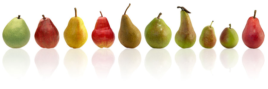 TenVarietiesofUSAPears