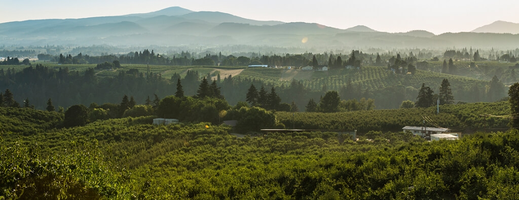 Pear Orchard Panorama